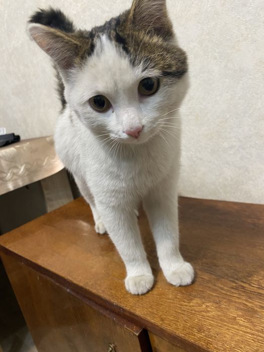 Дарю молодого котика