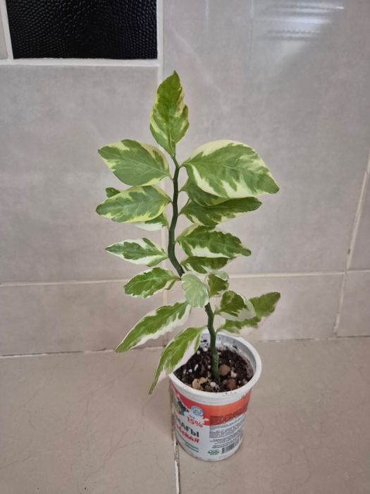 Педилантус и пеперомия