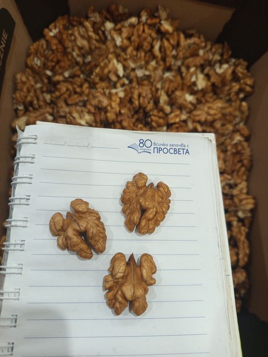 ГРАДИНСКИ орех 2025г