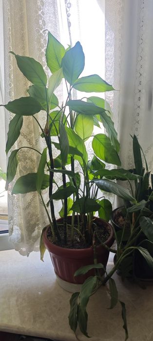 Продается  растение Спатифиллюм