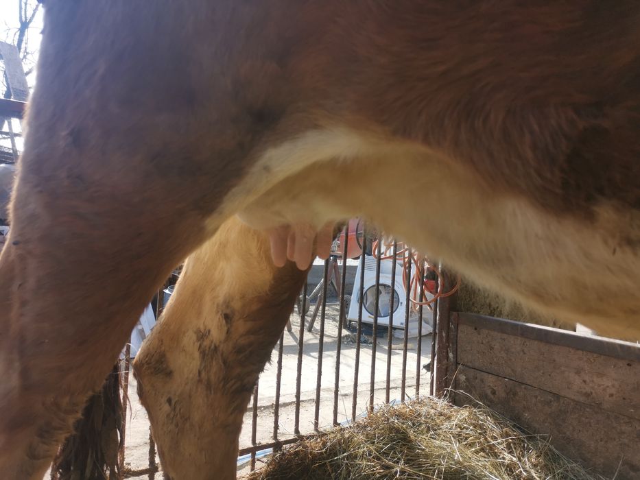 Vând vaca metis bruna