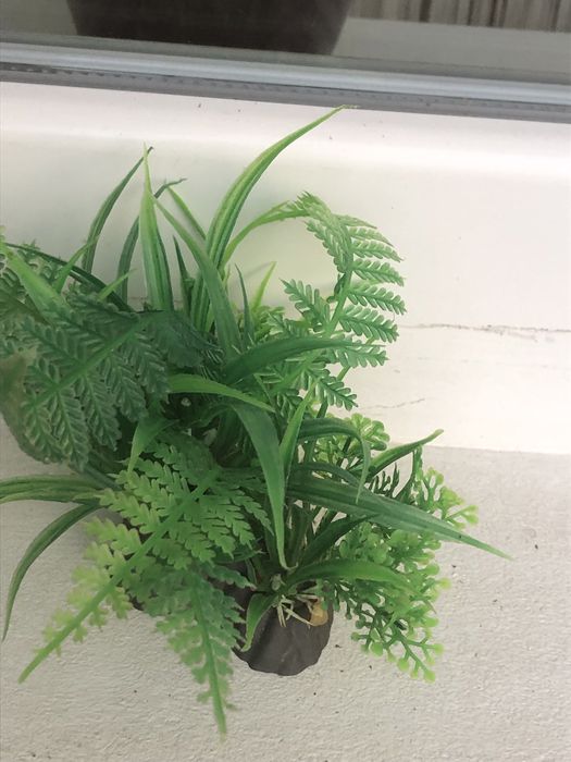 Plante acvariu decor acvariu - livrare gratuita