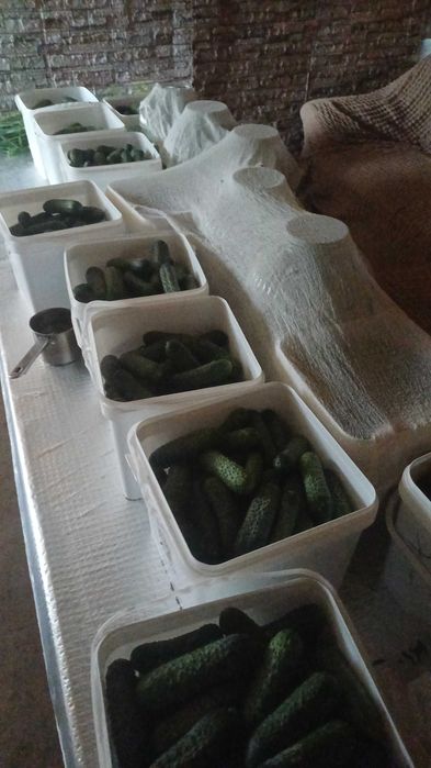 Castraveti murati in saramura ,negociabil la cantitati mai mari de 100 kg