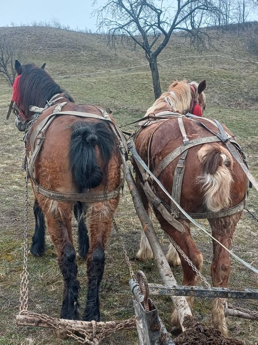Vând iapă de 7 ani gestanta