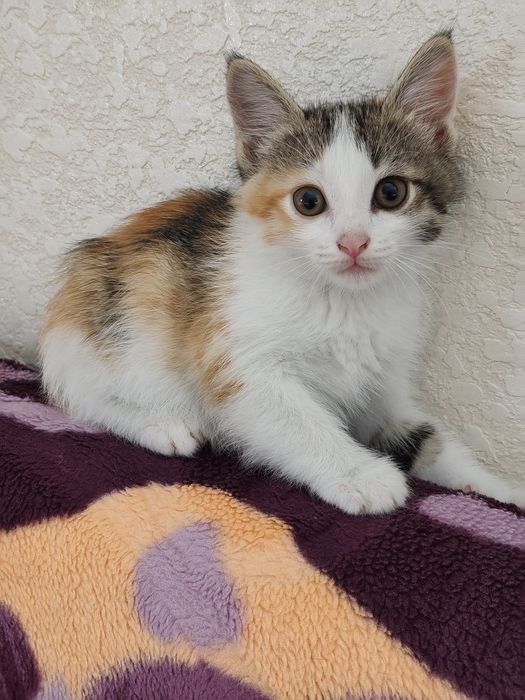 Котята от красивой мамы