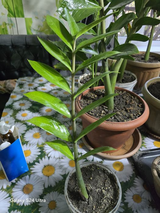 Продам цветы не дорого