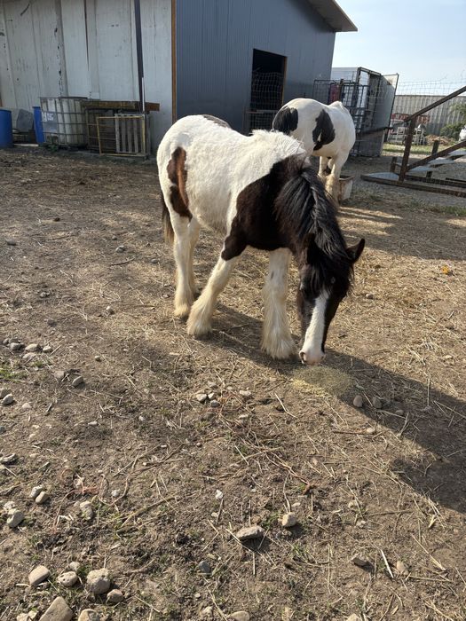 Vand manz Irish Cob(gipsy vanner)