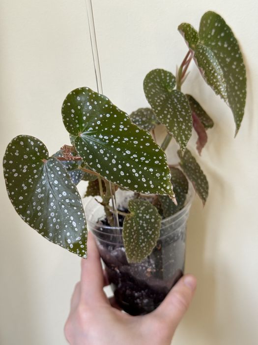 Бегонии, хлорофитум