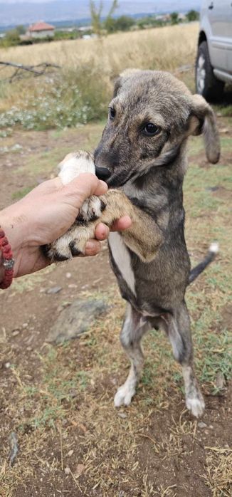 Подарявам кученца