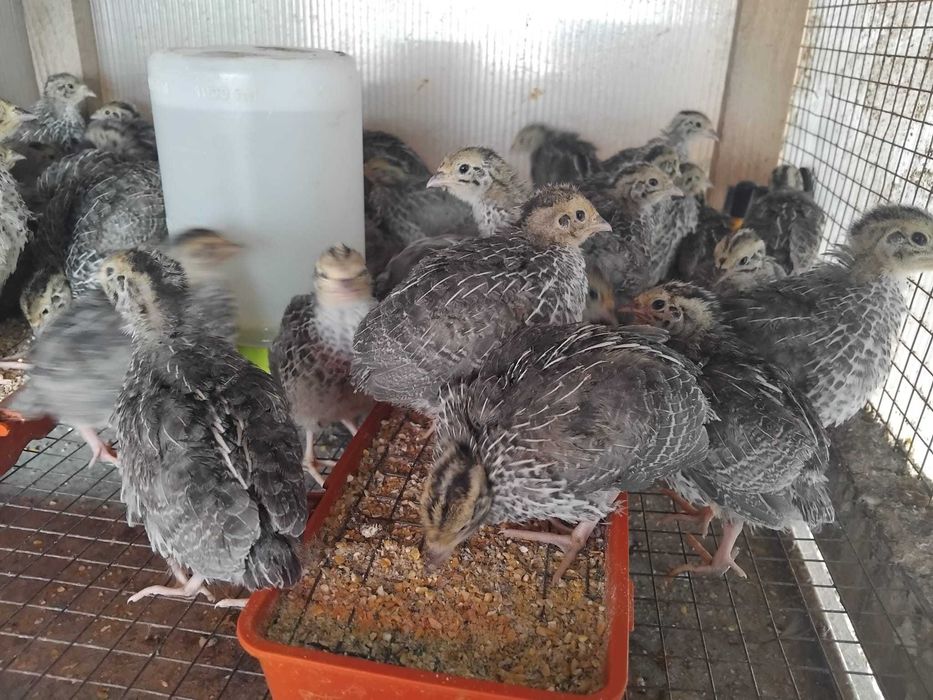 Vând pui de prepeliță – 4 săptămâni