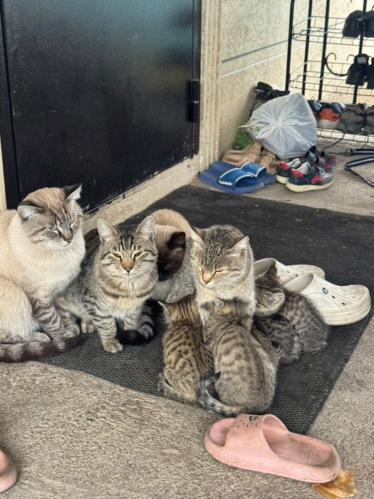 Котята в хорошие ручки