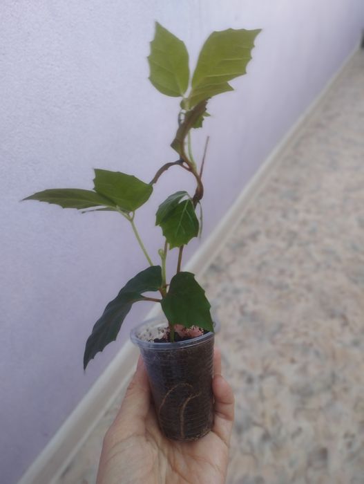 Продам Отростки цветов