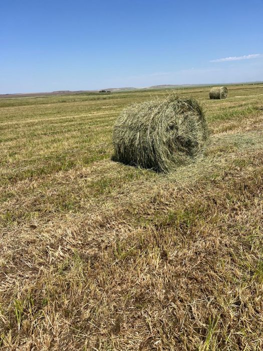 продам сено рулонное