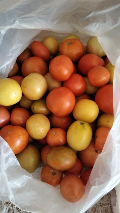 Продам  помидоры