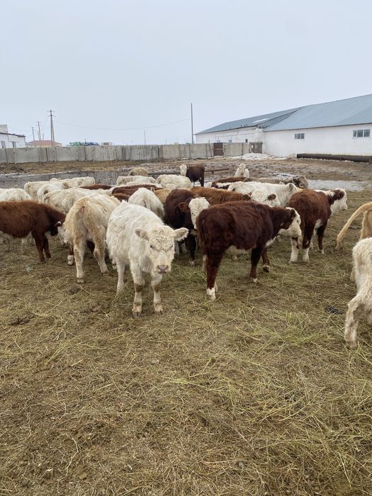 Торпактар КРС сатылады