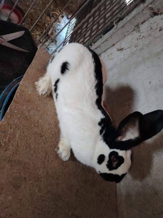 Mascul fluture german