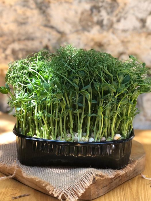 Микрозелень гороха  и редиса