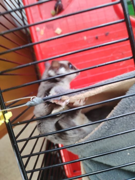 Продам сахарного опосума