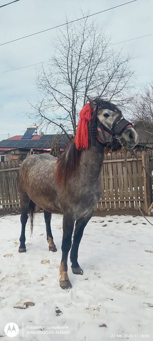 Cal de vânzare de 3 ani