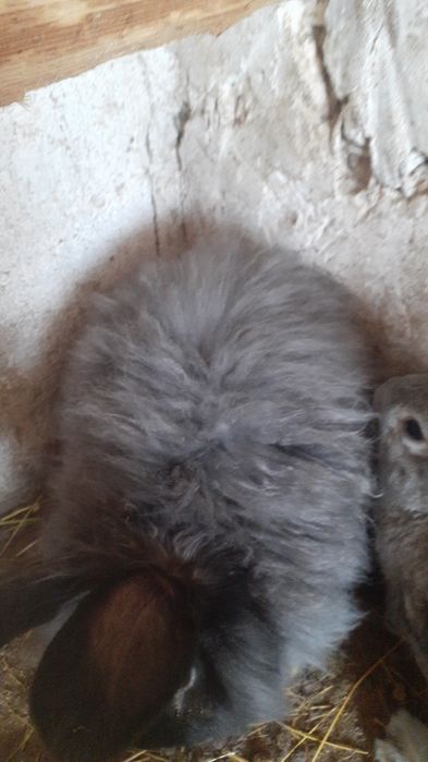 Продам кроликов разный возраст