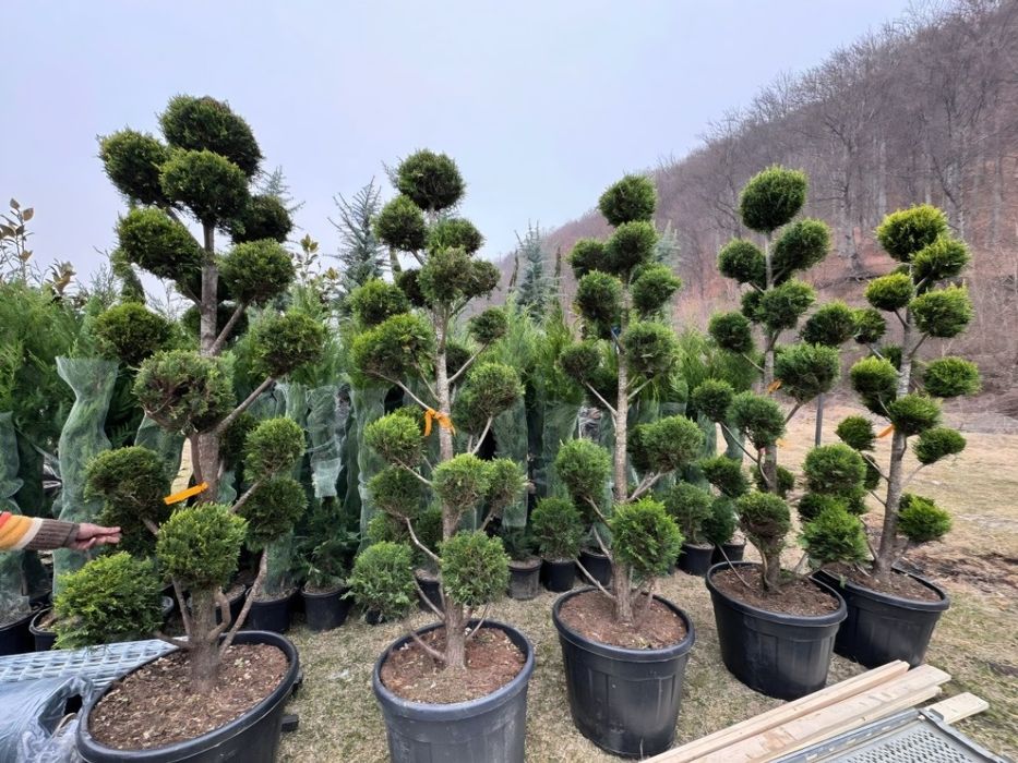 Vând plante ornamentale de diferite specii