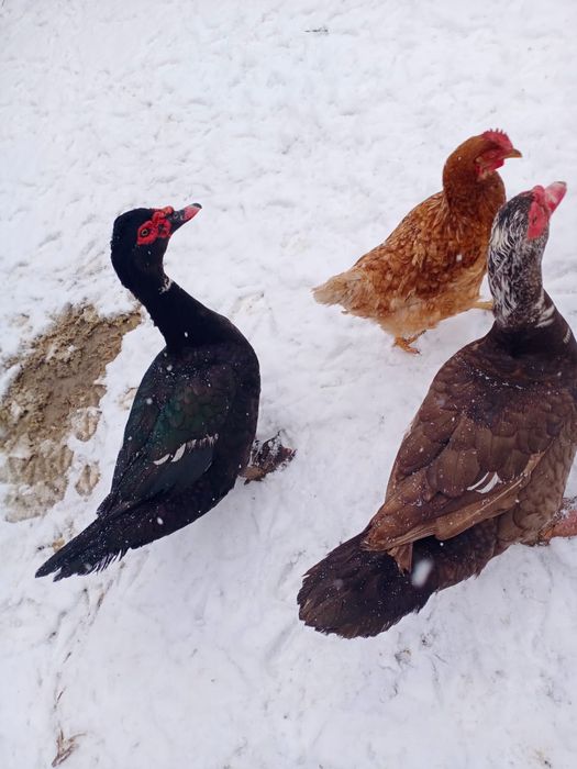 Продам гусей, уток курей