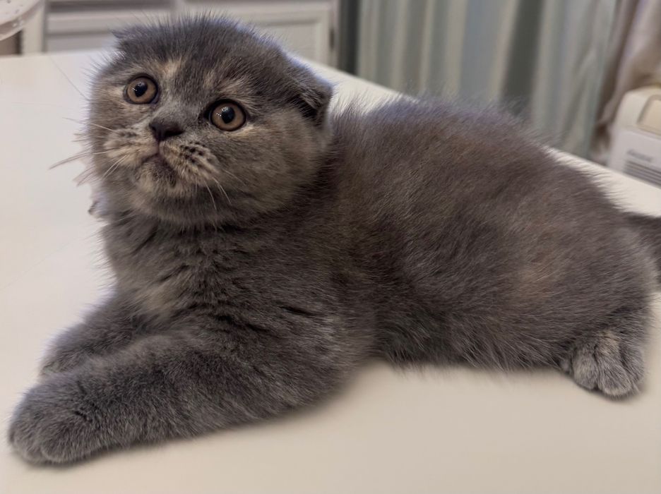 Продавам шотландски клепоухо коте-женско