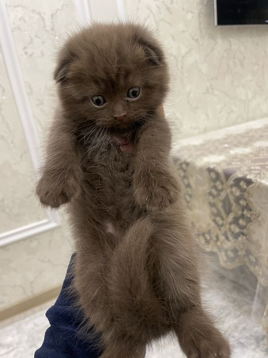 Породистый котенок продается