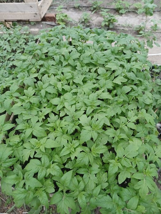 Рассада местная разная