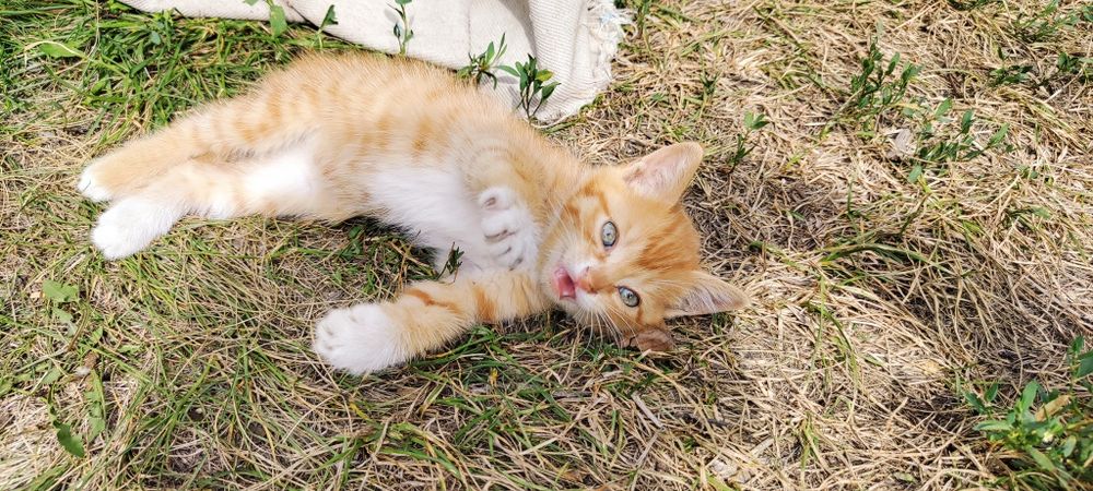 Отдам  рыжего котёнка