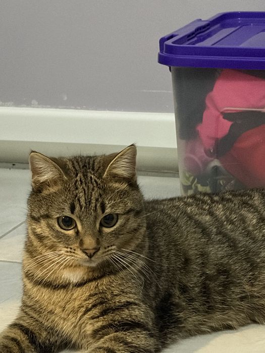 в добрые руки кота