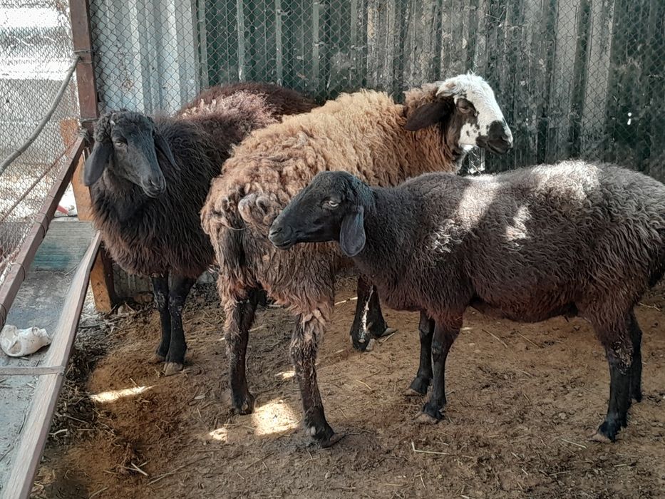 Quylar hamda quchqor sotiladi