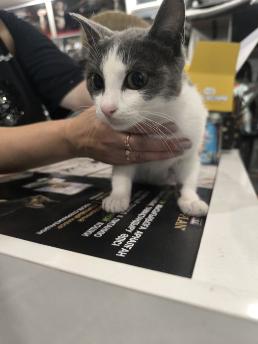 Кошечка ищет дом