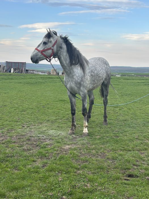 Vand o manza si un manz