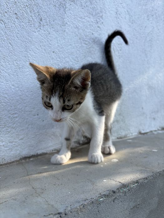 Безплатно подарявам 3 малки котенца и тяхната майка!