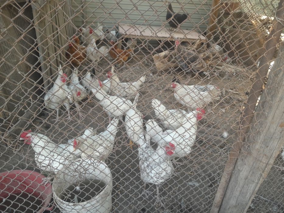 Продам курей гусей уток