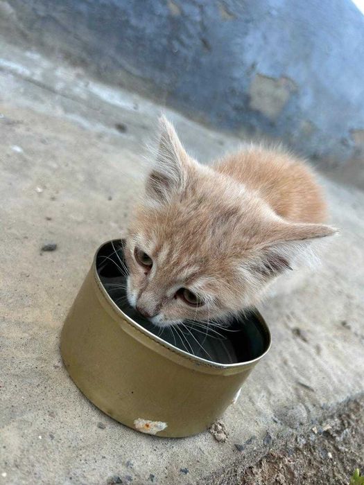 котенок в добрые руки