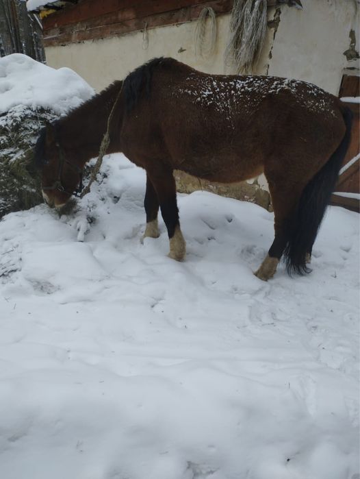 Продам Верхового Жеребца