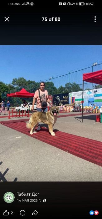 Кавказская овчарка чиста кровная
