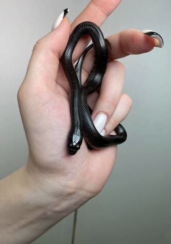 Королевская змея