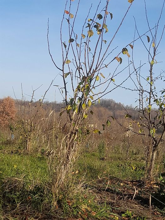 Tuns pomi fructiferi