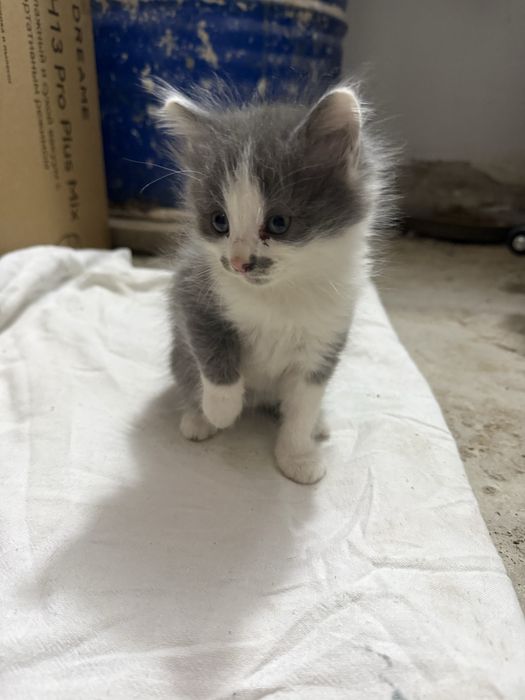 Котяиа в добрые руки