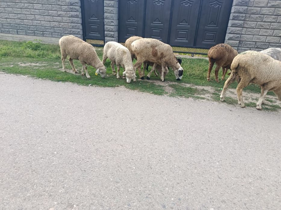 В продажи Жирные Барашки