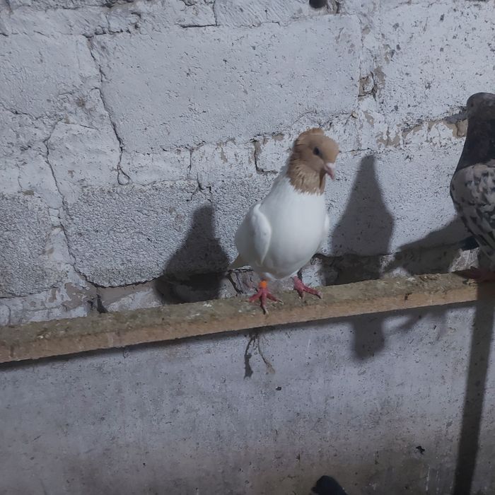 Сарыбас голубка лет с игрой