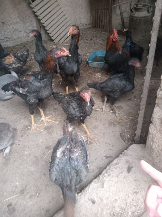 Dakan xoʻrozlar sotiladi