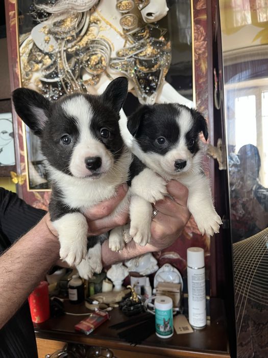 Щенки вельш корги кардиган