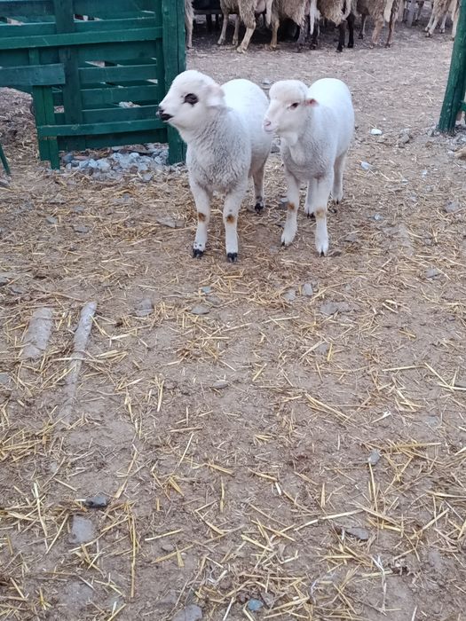 Vând miei,crescuți bio!