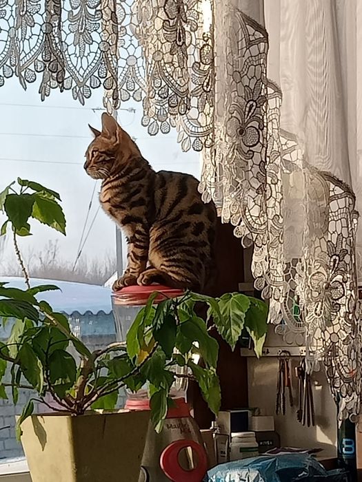 Бенгальские котята