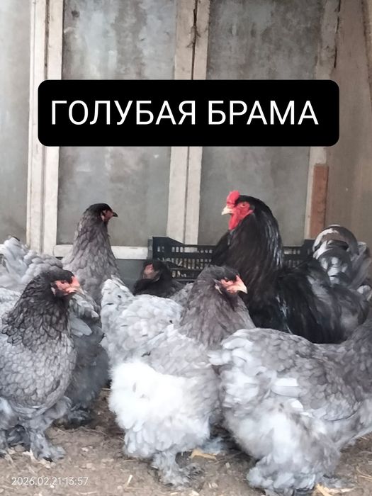 Продам Цыплят. Цены разные..