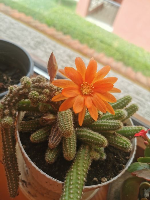 , Продавам син Агапантус, , Зефирантес, кактус червено Змийче, Руелия